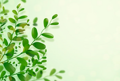 Moringa