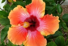 Hibiscus
