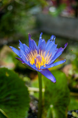 Nymphaea Caerulea Flower Extract