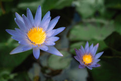 Blue Lotus