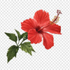 Hibiscus Flower Extract  